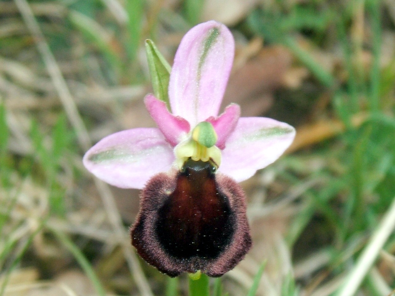 O. fuciflora O. apulica. O. lacaitae.      ibridi?